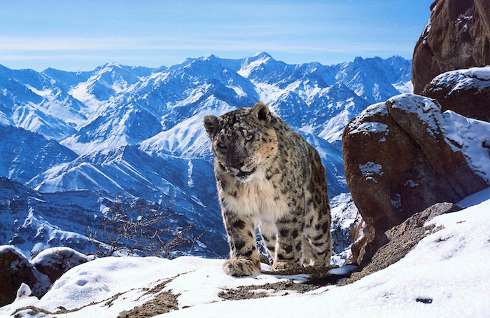 « Planète animale » « Planète animale »