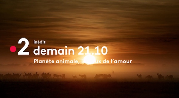« Planète animale : les jeux de l’amour » : ce soir sur France 2