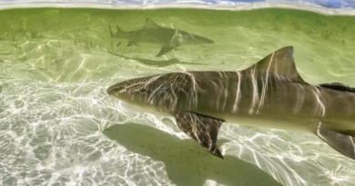« Une planète parfaite : Du ciel aux océans » : votre documentaire ce soir sur France 2 (jeudi 28 juillet 2022)