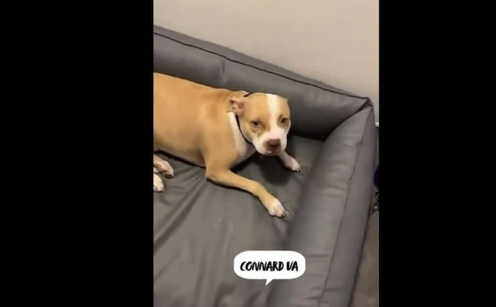 Le rappeur Timal frappe son chien, une plainte et un appel au boycotte