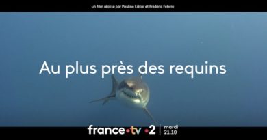 « Au plus près des requins » : votre documentaire ce soir sur France 2 (1er novembre 2022)