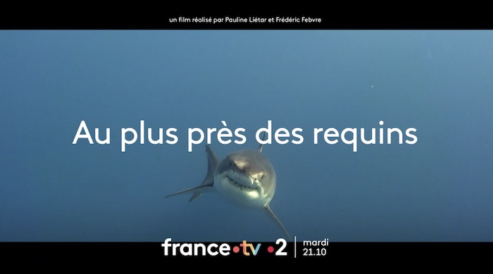 « Au plus près des requins » :  votre documentaire ce soir sur France 2 (1er novembre 2022)