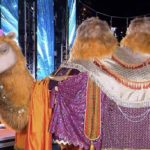 Mask Singer : le Chameau démasqué, qui s'y cachait ? Réponse ! (VIDEO)