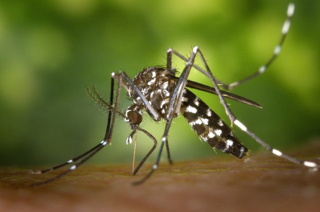 Comment éviter les moustiques ? Attention à certains savons !