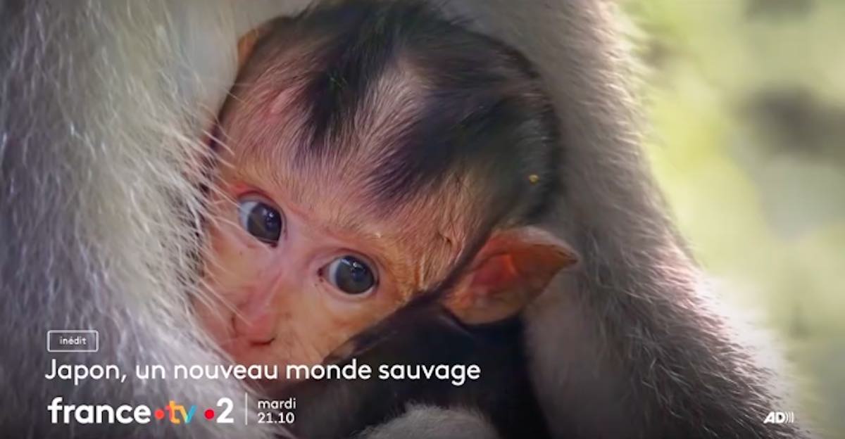 « Japon, un nouveau monde sauvage » : votre documentaire ce soir sur France 2 (29 août)