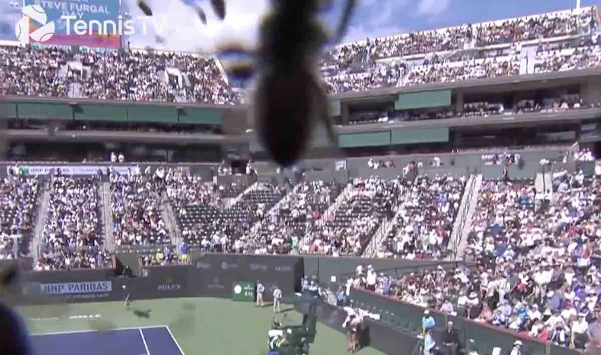 Tennis Indian Wells : une invasion d'abeille en plein match Zverev / Alcaraz ! (VIDÉO)