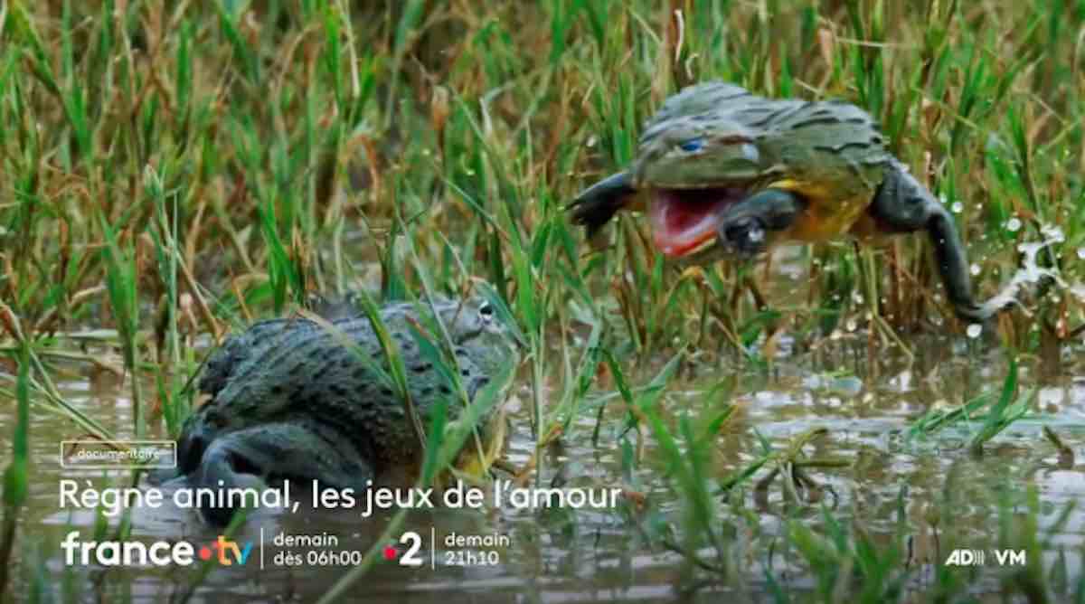 « Règne animal, les jeux de l'amour » : le documentaire ce soir sur France 2 (7 juillet)